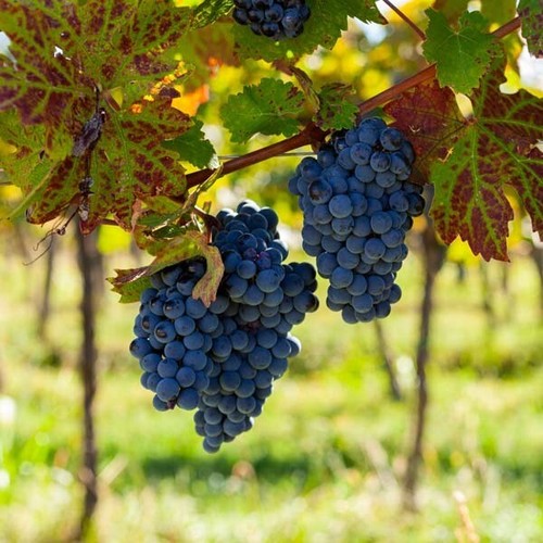 Merlot live wine grape - -,