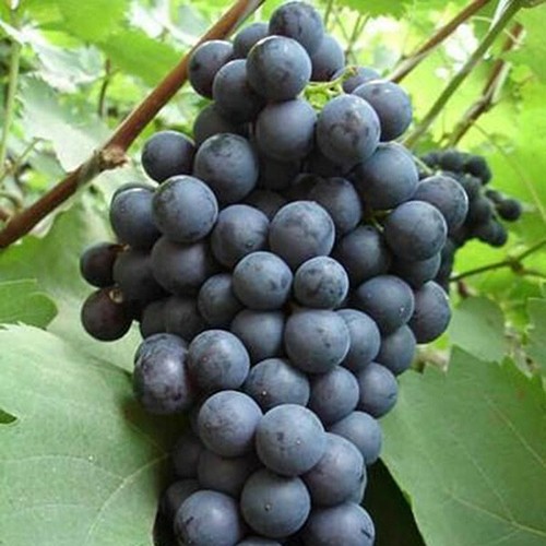 Venus seedless live grape - 1,